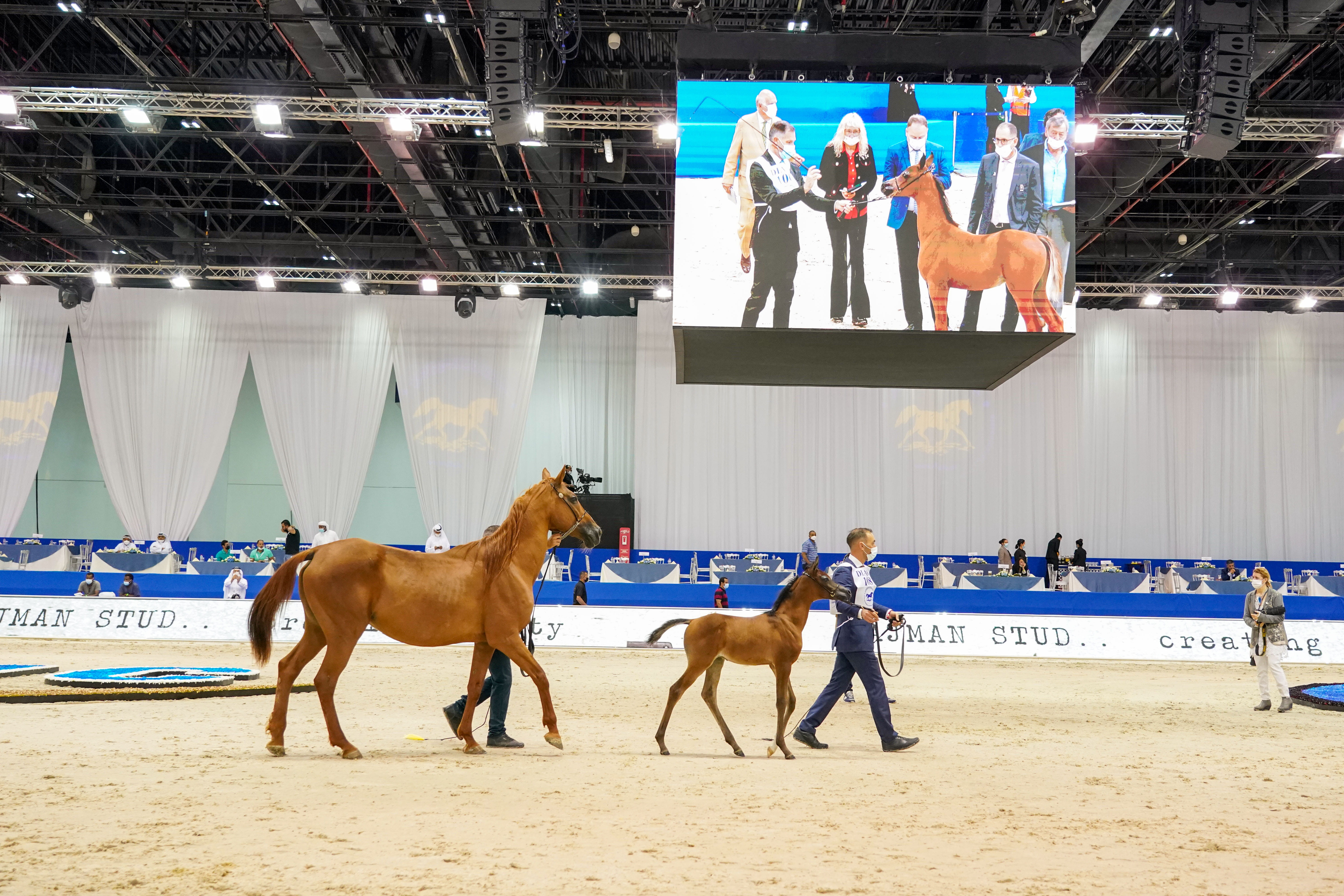 Organisers Confirm 205 Arabian Horses Will Participate In The 21St Edition  Of The Dubai International Arabian Horse Championship