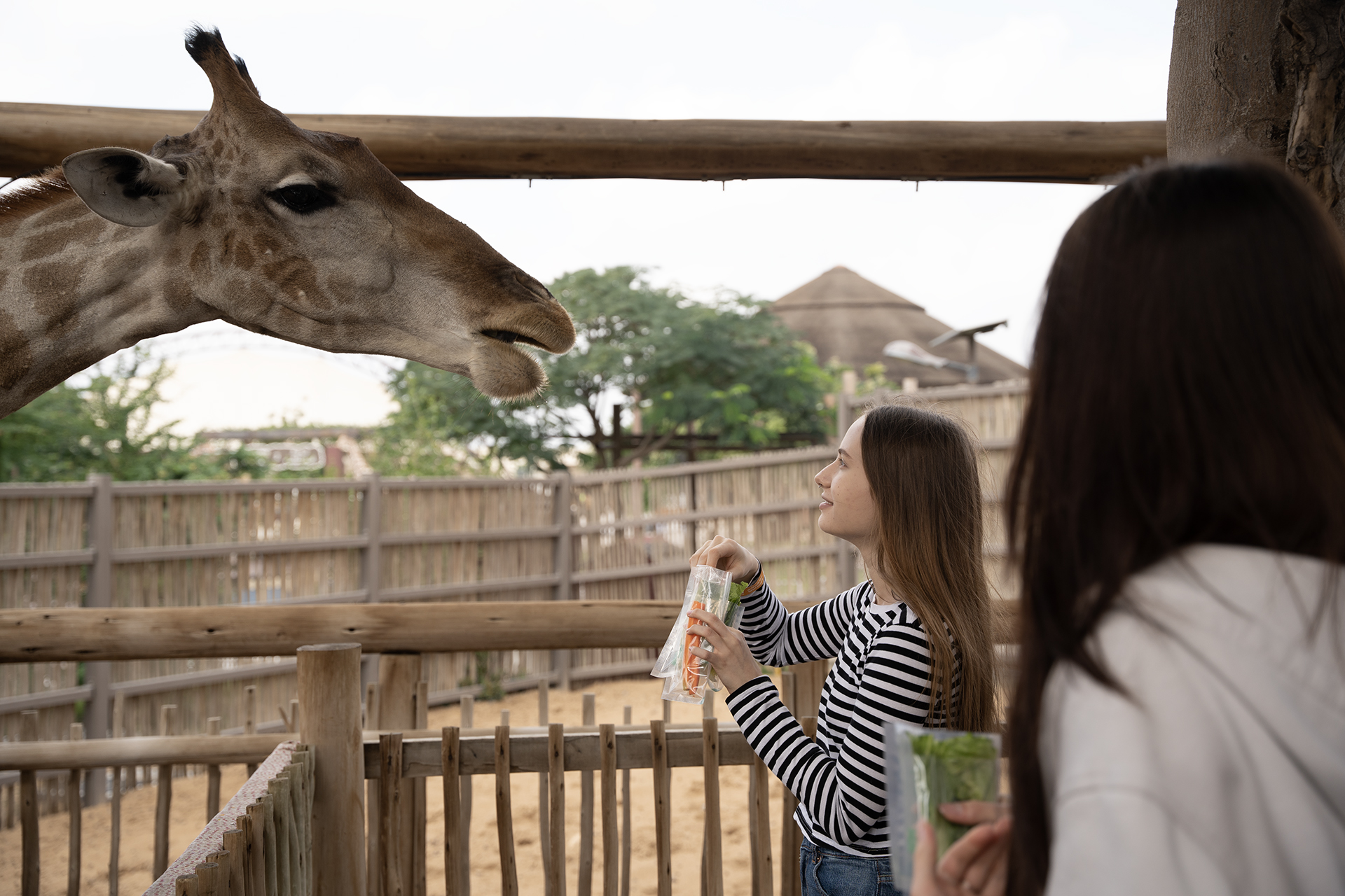 dubai safari park is open today